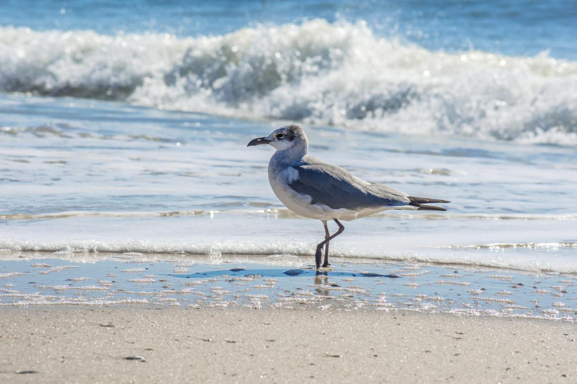 Direct Gulf Views With Deeded Beach Access Gulf Shores Luaran gambar